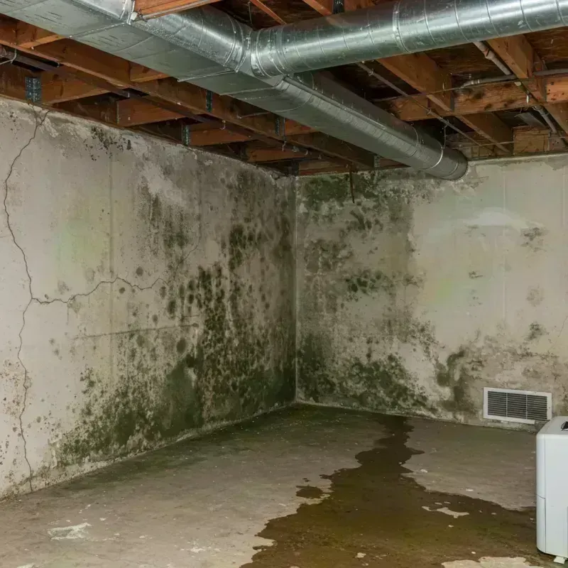 Professional Mold Removal in Orchard Mesa, CO